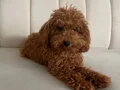 2,400 kg olan Minik Sevinli Köpeğimiz 