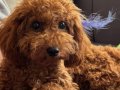 Minik 2,400 kg Köpeğimizi iyi Bir Aileye Vermek İstiyoruz