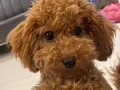 Minik 2,400 kg Köpeğimizi iyi Bir Aileye Vermek İstiyoruz
