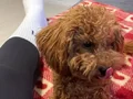 Minik 2,400 kg Köpeğimizi iyi Bir Aileye Vermek İstiyoruz