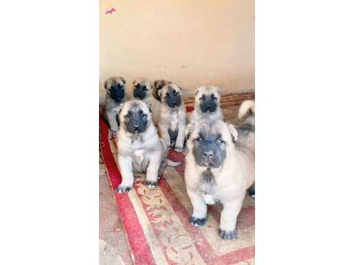 Çiftliğimizden Kangal Her İle İlçeye Yurtdışına Gönderiyoruz