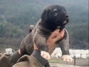 Sivas Yıldızeli Çiftliğimizden Kangal