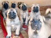 Çiftliğimizden Kangal Her İle İlçeye Yurtdışına Gönderiyoruz