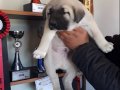 Star Kangallar Yurtdışı Gönderim