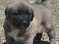 Star Kangallar Yurtdışı Gönderim