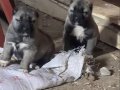 Yurtiçi yurtdışı her yere gönderiyoruz