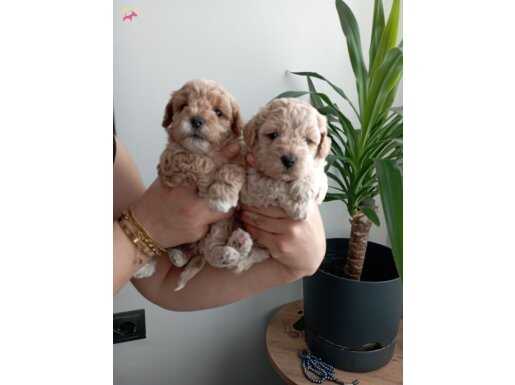 Muhteşem kalite maltipoo yavrularımız 