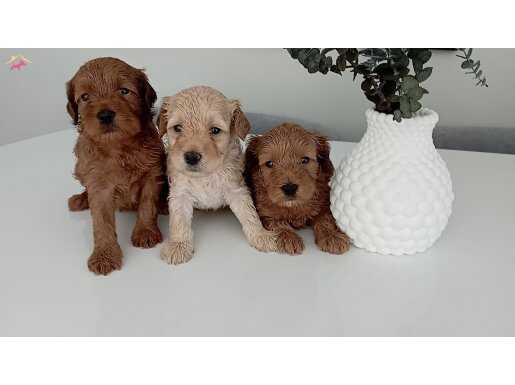 Mükemmel kalite Maltipoo yavrularımız 