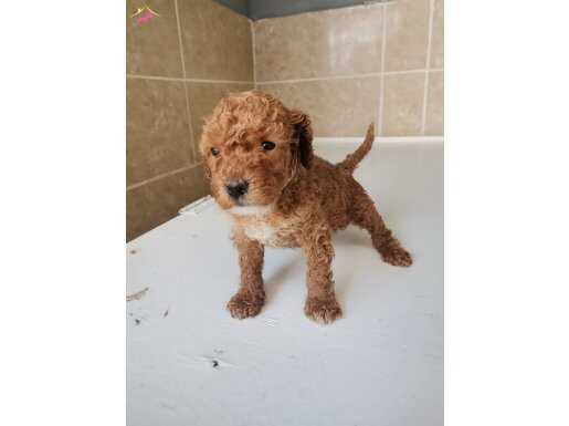 Minik dişi toy Poodle 