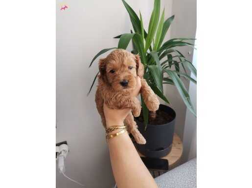 Mükemmel kalite maltipoo yavrularımız 