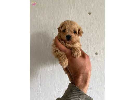 Muhteşem maltipoo yavrularımız 