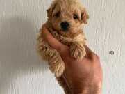 Muhteşem maltipoo yavrularımız 