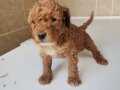 Minik dişi toy Poodle 