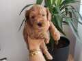 Mükemmel kalite maltipoo yavrularımız 