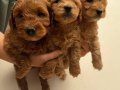Maltipoo Yavrularımız 
