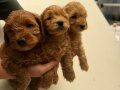 Maltipoo Yavrularımız 