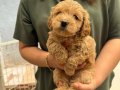 Maltipoo Yavrularımız 