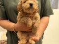Maltipoo Yavrularımız 
