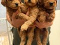 Maltipoo Yavrularımız 