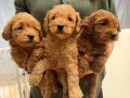 Maltipoo Yavrularımız 