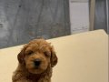 Maltipoo Yavrularımız 