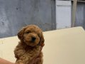 Maltipoo Yavrularımız 