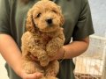 Anatomi harikası maltipoo yavrularımız 