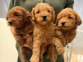 Anatomi harikası maltipoo yavrularımız 