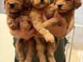 Anatomi harikası maltipoo yavrularımız 
