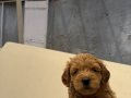 Anatomi harikası maltipoo yavrularımız 