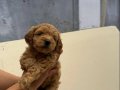 Anatomi harikası maltipoo yavrularımız 