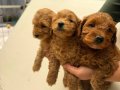 Anatomi harikası maltipoo yavrularımız 
