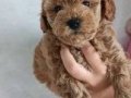 Toy poodle yavrular 