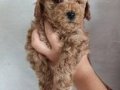 Toy poodle yavrular 