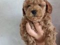Toy poodle yavrular 
