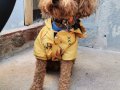 Toy poodle yavrular 