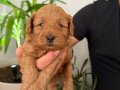 Maltipoo yavrularımız 