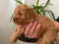 Maltipoo yavrularımız 