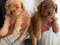 Maltipoo yavrularımız 