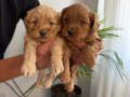 Maltipoo yavrularımız 