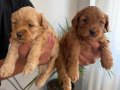 Maltipoo yavrularımız 