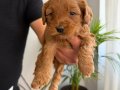 Maltipoo yavrularımız 