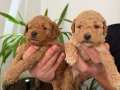Anne altı rezerve bebekler Maltipoo ve toy poodle yavrumuz