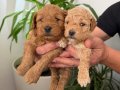 Anne altı rezerve bebekler Maltipoo ve toy poodle yavrumuz
