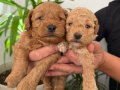 Anne altı rezerve bebekler Maltipoo ve toy poodle yavrumuz