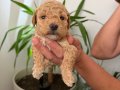 Anne altı rezerve bebekler Maltipoo ve toy poodle yavrumuz