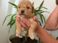 Anne altı rezerve bebekler Maltipoo ve toy poodle yavrumuz