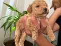 Anne altı rezerve bebekler Maltipoo ve toy poodle yavrumuz