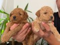 Anne altı rezerve bebekler Maltipoo ve toy poodle yavrumuz