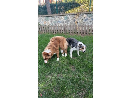 Çok özel Border Collie yavrular 
